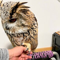 【握手を覚えたフクロウ】飼い主と楽しく握手するかと思いきや…『塩対応のアイドル』のような表情に思わず大爆笑！