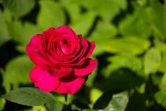 秋バラの季節に知りたい《バラの5つの花形と代表品種＆秋のお手入れ》栽培歴30年ガーデナーが解説