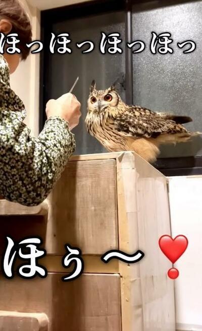 投稿動画のワンシーン