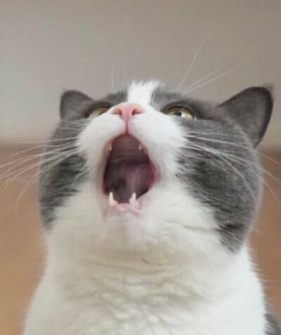 投稿の画像