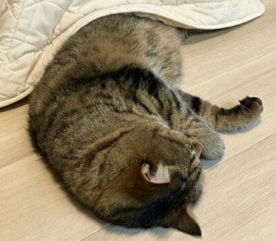 「日曜のお父さんみたい」との声も…