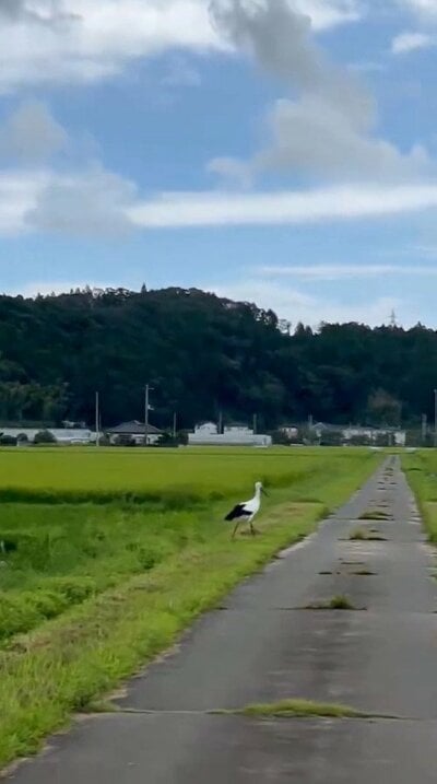 アオサギかと思ったら違いました