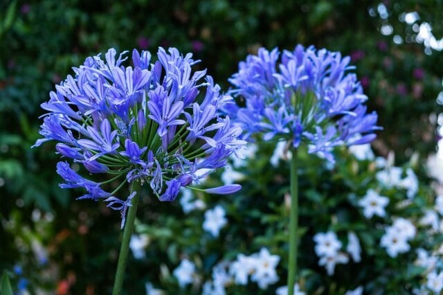 【ガーデニング】初夏の庭に迎えたい「涼やかブルー系の花」厳選7種＜多年草・一年草・低木＞