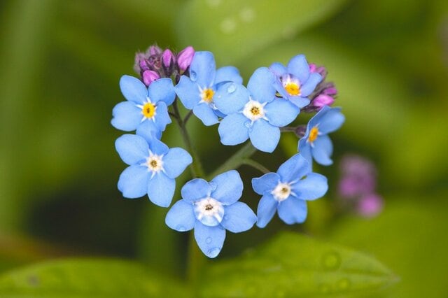 【ガーデニング】植えっぱなしで大丈夫！「秋植え・春咲き」の多年草・オススメ6選
