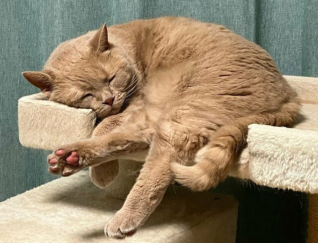 「ものすごい恰好ですね」顔を埋めてアクロバティックに眠る猫の姿に笑ってしまう
