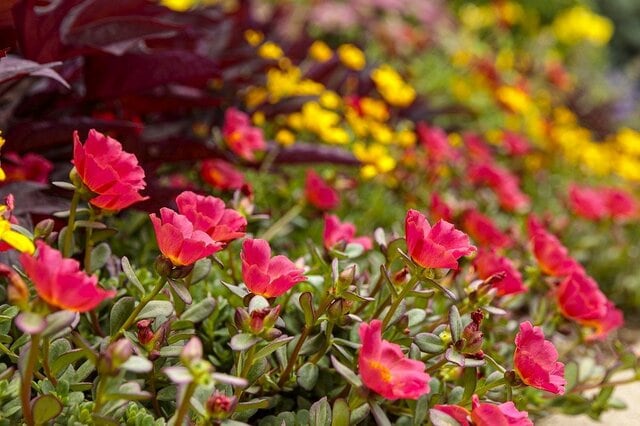 夏の暑さにも乾燥にも強い〈秋までずっと咲く花〉3つ。1苗で玄関先やベランダが華やかに！輝くようなカラーに元気をもらえそう！