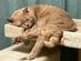 「ものすごい恰好ですね」顔を埋めてアクロバティックに眠る猫の姿に笑ってしまう