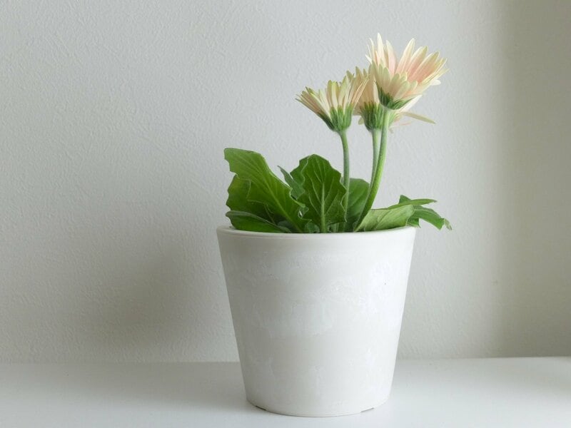 セリア、ストーン風プランター筆者撮影写真