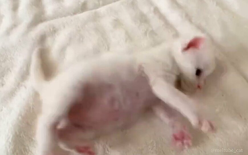 出所：@meltube_cat