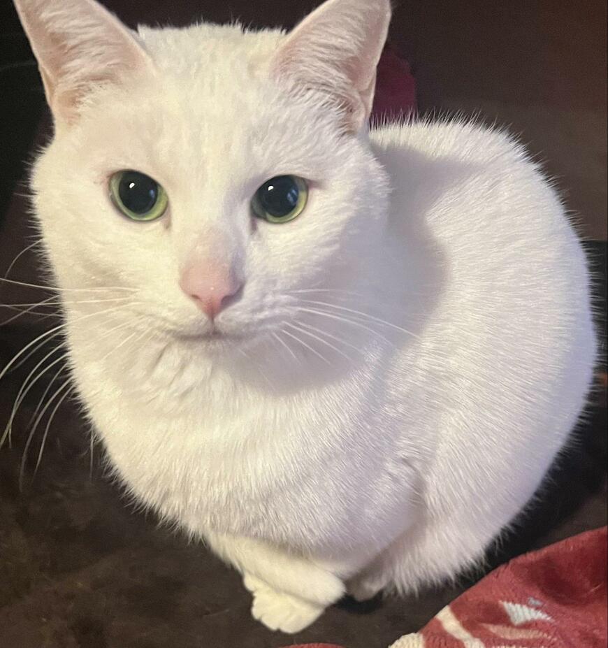 出所：@6464prpr現在は、美しい緑の瞳が印象的なお兄さんへと成長を遂げたソウくん。ふわふわの白毛も変わらぬ魅力を放っています。