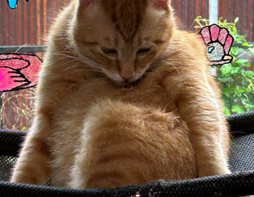 出所：@Beercat_Ana_Dar