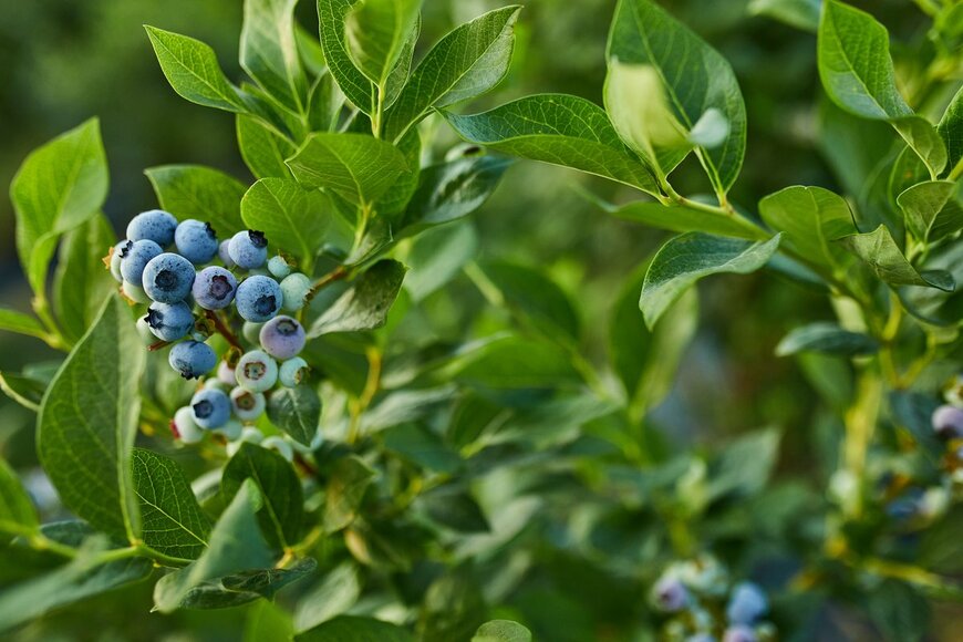 ブルーベリー（Bondar Illia/shutterstock.com）