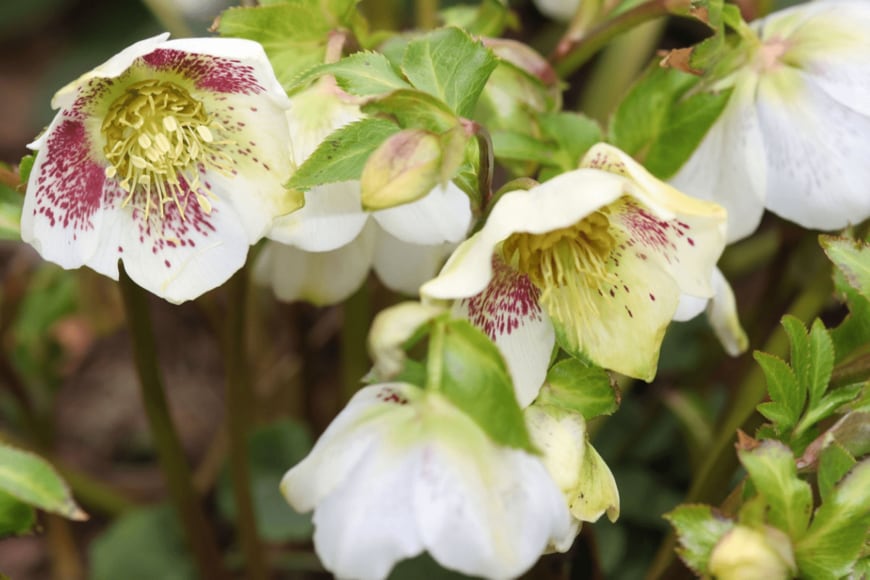 Elisabeth Schittenhelm/istockphoto.com