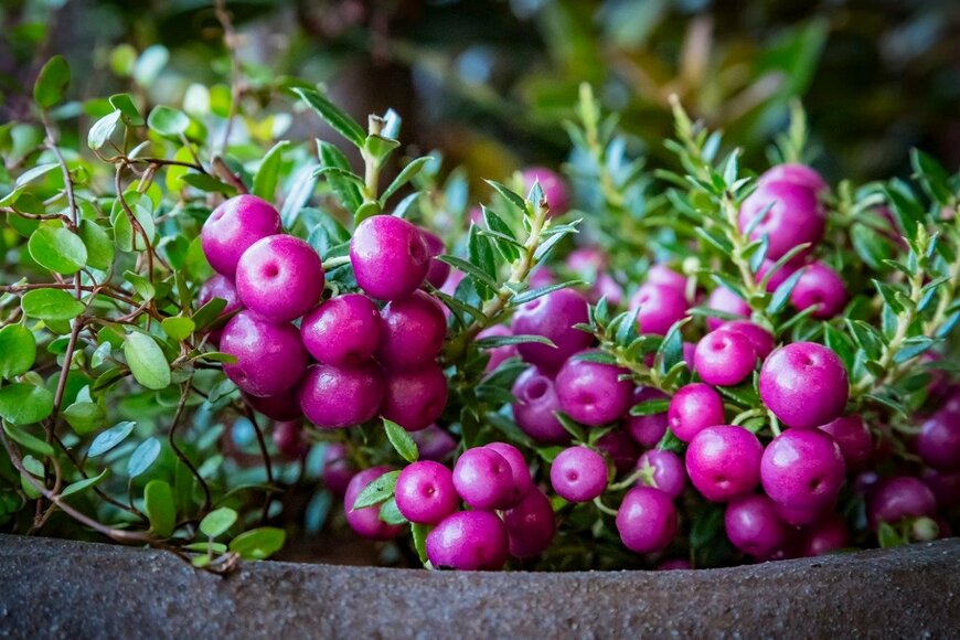 【秋のガーデニング】赤い実がかわいい〈オススメ植物7選〉で秋の実りを楽しんで