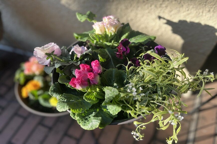 【冬の寄せ植え】植えっぱなしで春までキレイ！玄関を美しく彩る《寒さに強い花》おすすめ6選