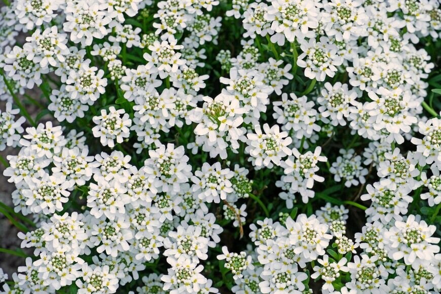 Elly Miller/shutterstock.com