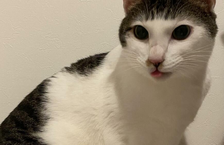 出所：@Saeroyi_cat