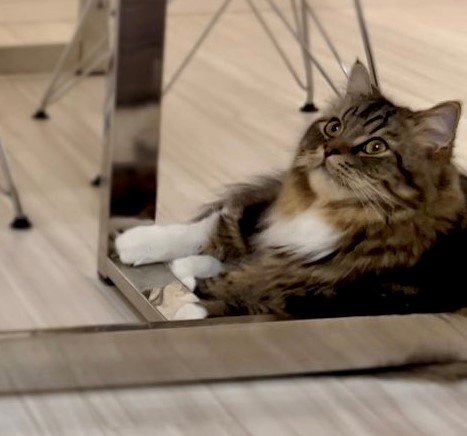 出所：@meltube_cat