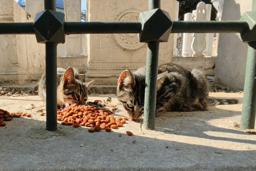 出所：@nekosanpoch