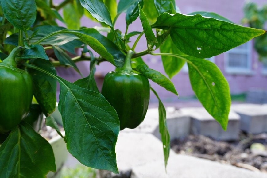 Andrew Nestler/Shutterstock.com