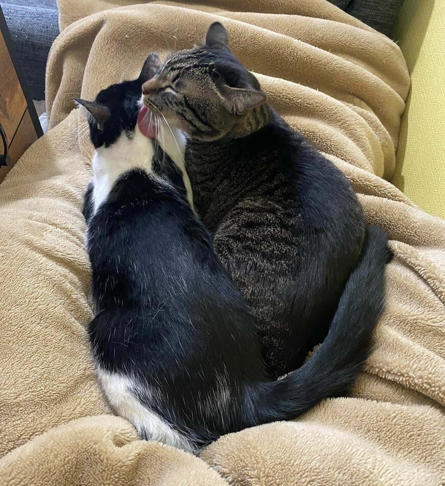 出所：@00shitemita