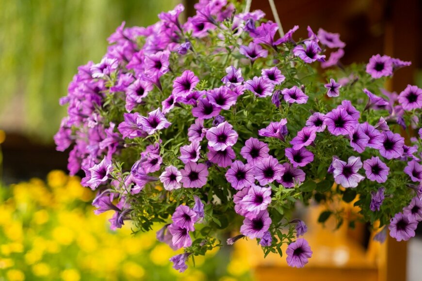 Helen Sushitskaya/shutterstock.com