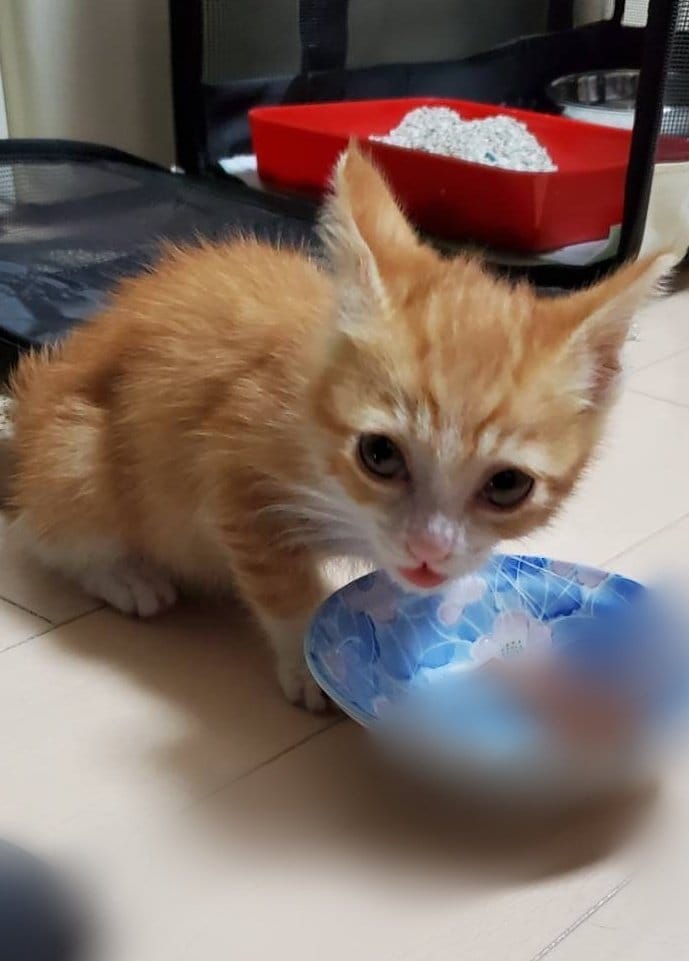 出所：@mero627puri914