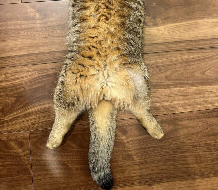 出所：@ponpokopontanu