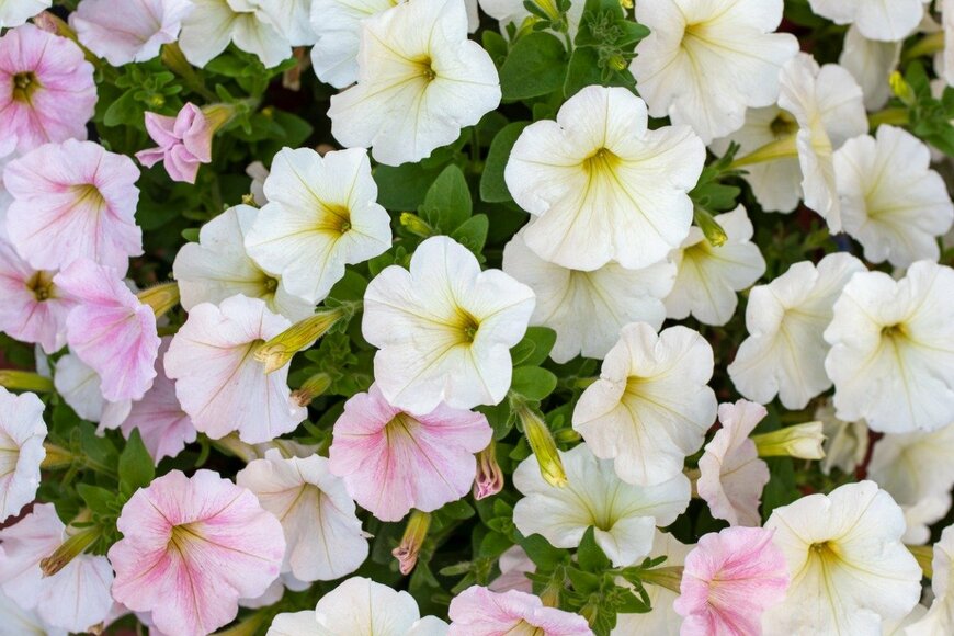 Alena Ivochkina/istockphoto.com