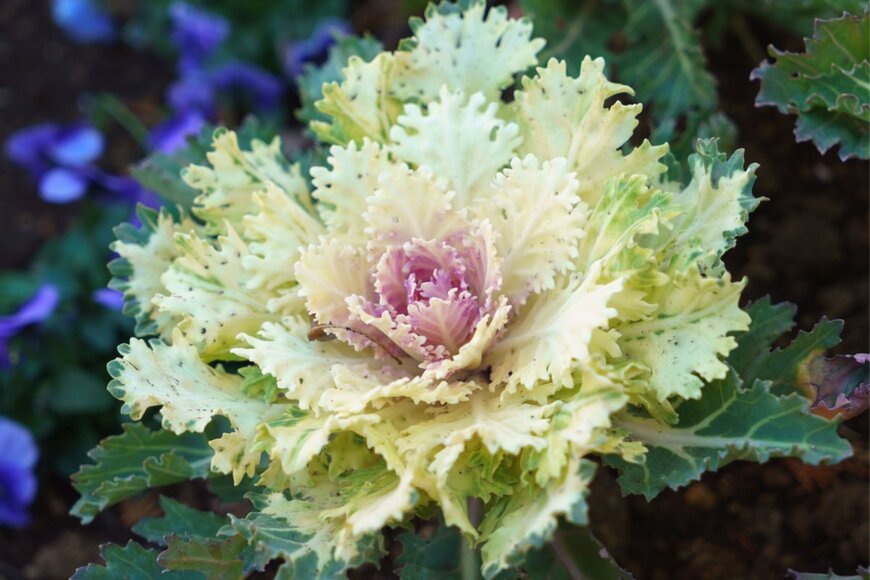 ikuyan/shutterstock.com