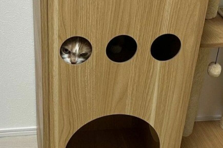 【なぜか視線を感じる】キャットタワーから覗く猫の顔をよく見ると…「鋭い眼光」に思わず目を疑う