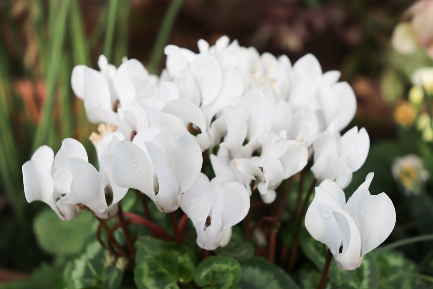 Reana Mur/shutterstock.com