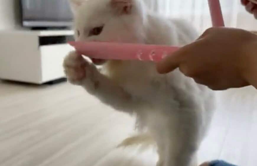 出所：@meltube_cat