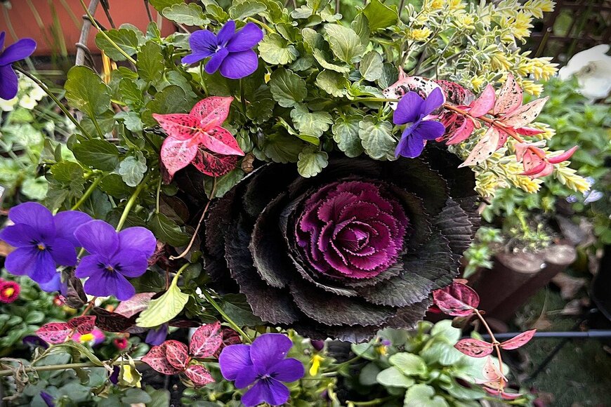 寄せ植えで「センスいいね」と褒められる玄関に！ハボタンと【3つの脇役】で作る《宝石箱のような寄せ植え》