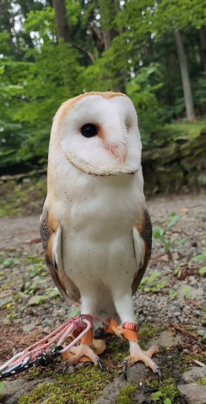 出所：@miki4wan108