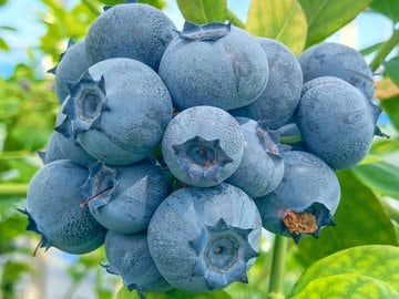 ブルーベリーはこう育つ！花から実をつけるまでの成長過程に「知らなかった」「めっちゃキレイ」の声