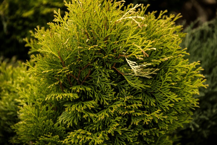 Evgeniya Savchina/shutterstock.com