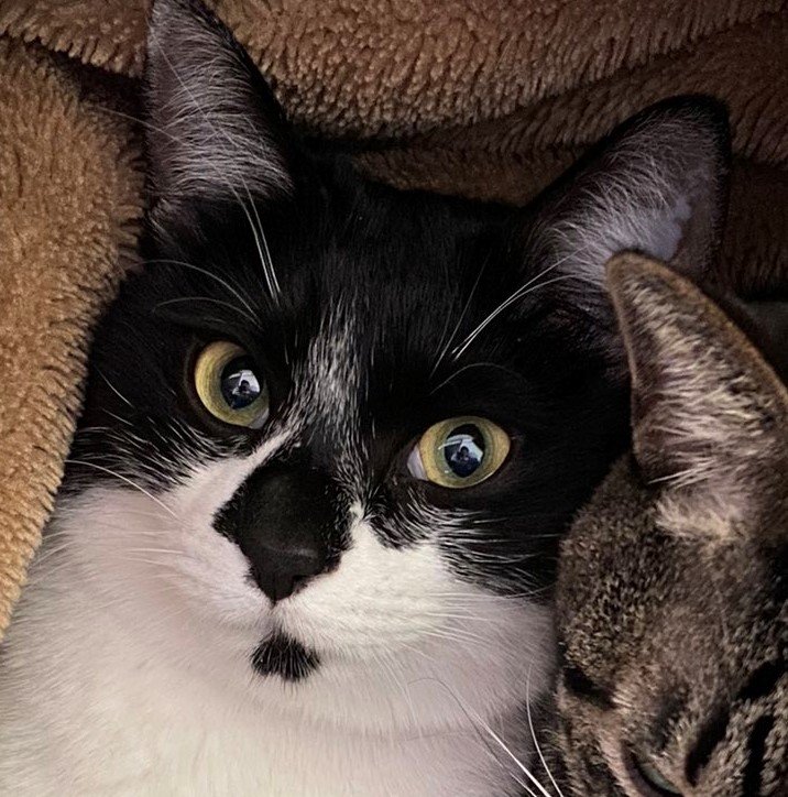 出所：@00shitemita