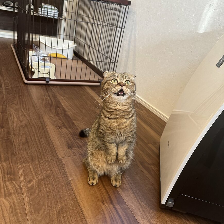 出所：@ponpokopontanu