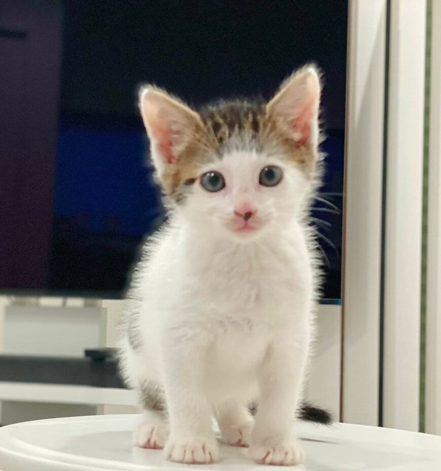 出所：@Saeroyi_cat