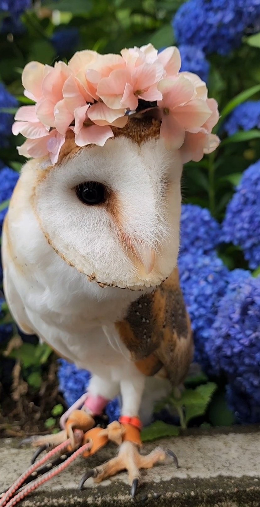 出所：@miki4wan108