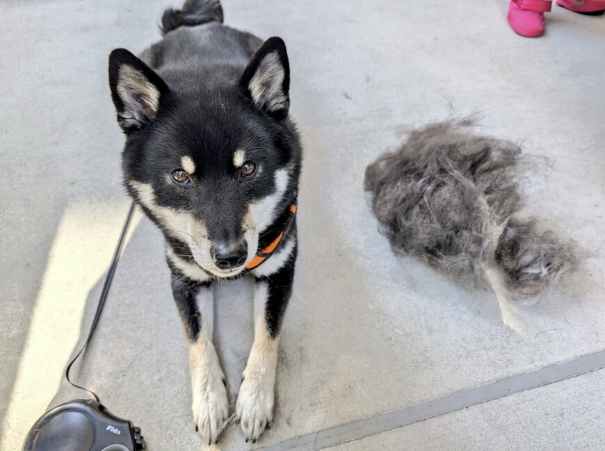 出所：@BLshiba_tensuke