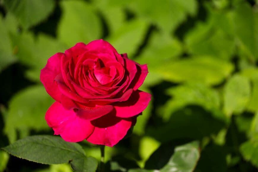 秋バラの季節に知りたい《バラの5つの花形と代表品種＆秋のお手入れ》栽培歴30年ガーデナーが解説