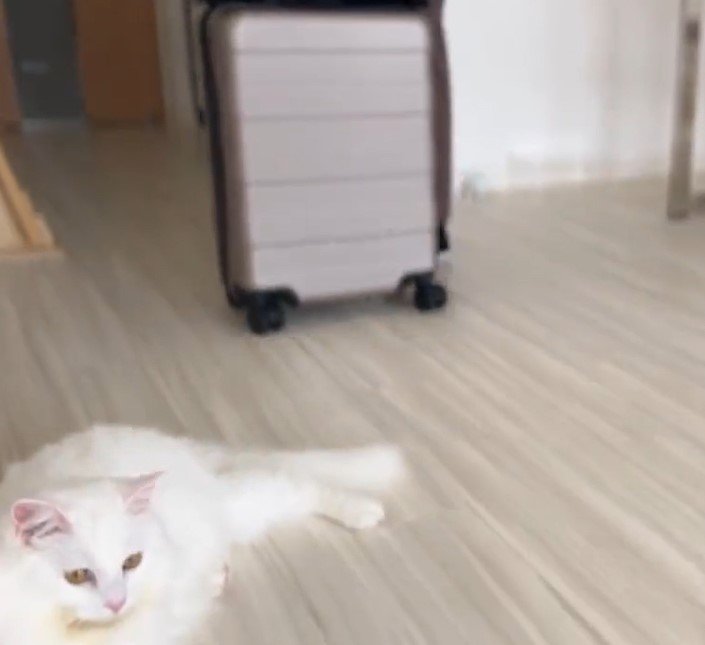 出所：@meltube_cat