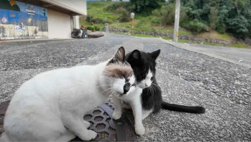 出所：@ImpressedCatVideo