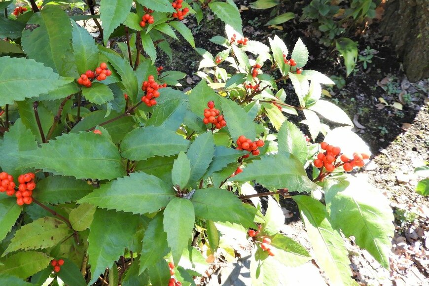 Chiemi Kumitani/istockphoto.com