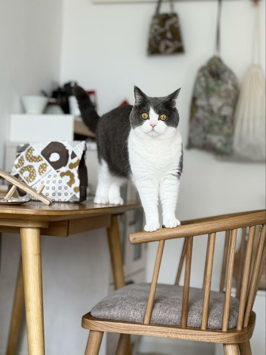 出所：@omochiomoching