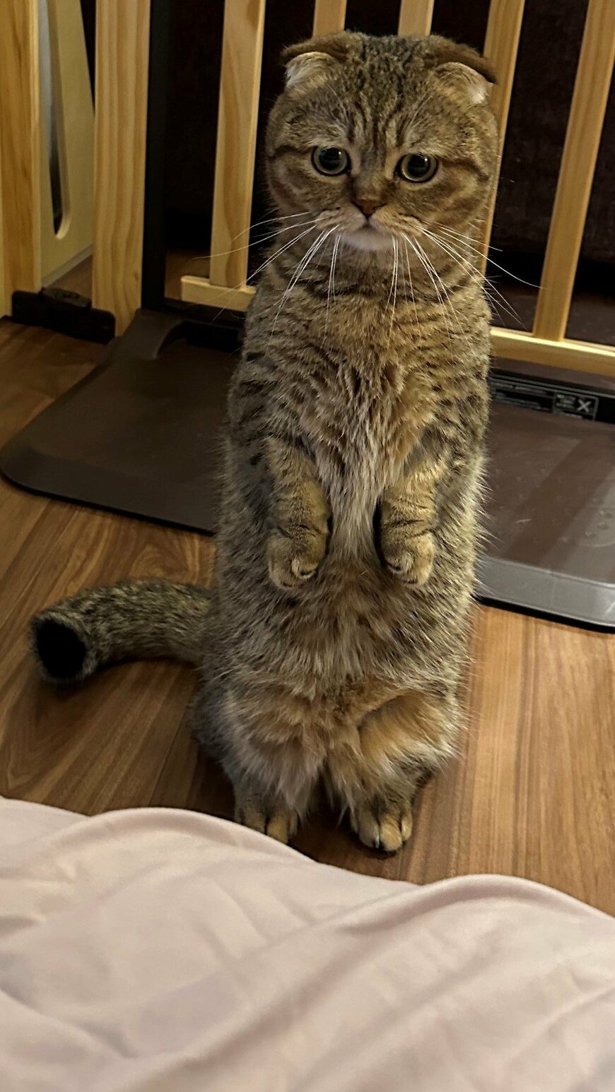 出所：@ponpokopontanu