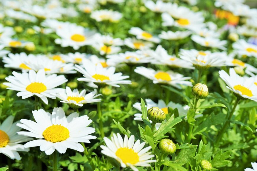 cattosus/Shutterestock.com