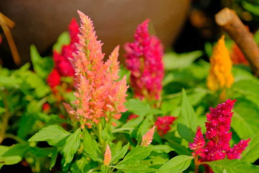 秋の庭がおしゃれに変身！晩秋まで楽しめるオータムカラーの植物《一年草・多年草・低木》7選